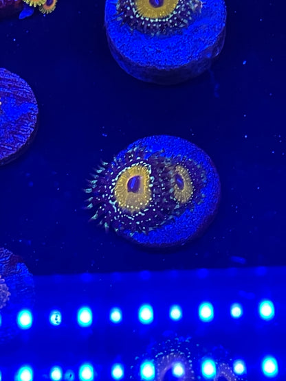 Godbeast Zoanthid