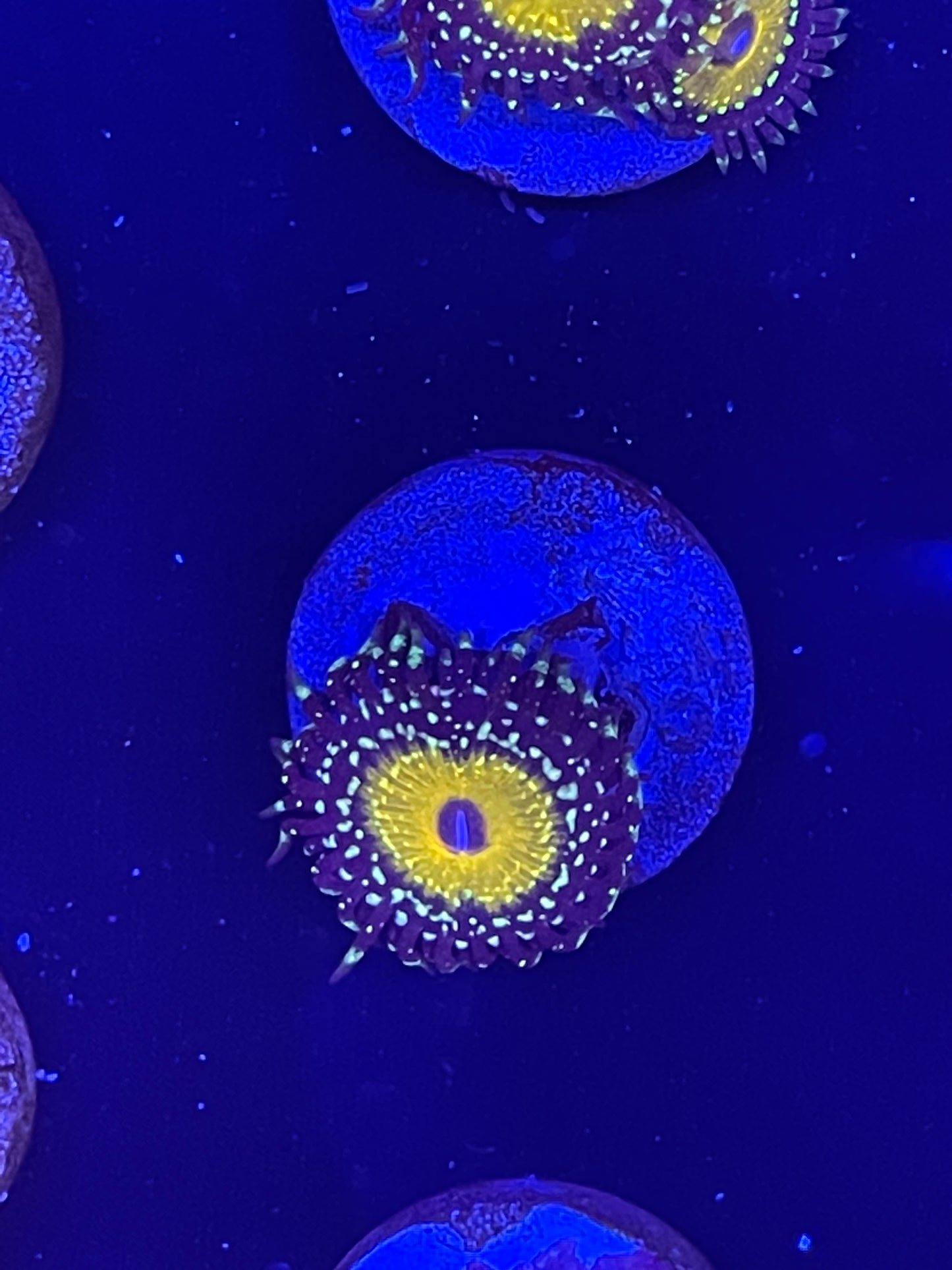 Godbeast Zoanthid