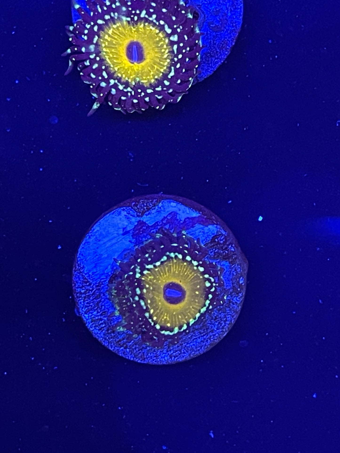 Godbeast Zoanthid
