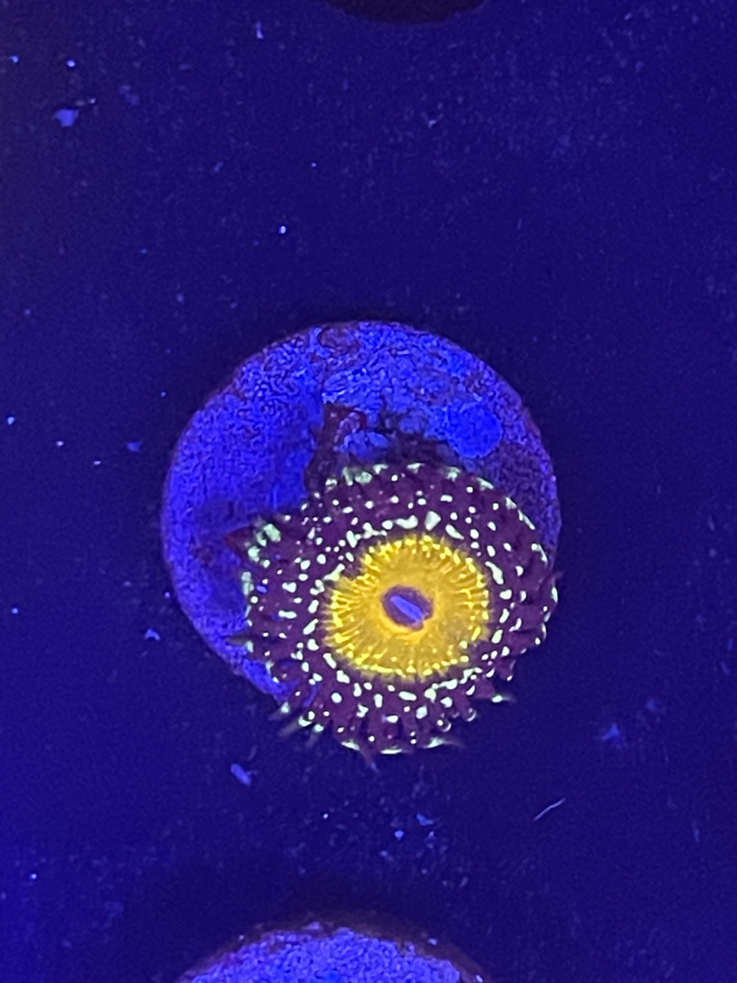 Godbeast Zoanthid