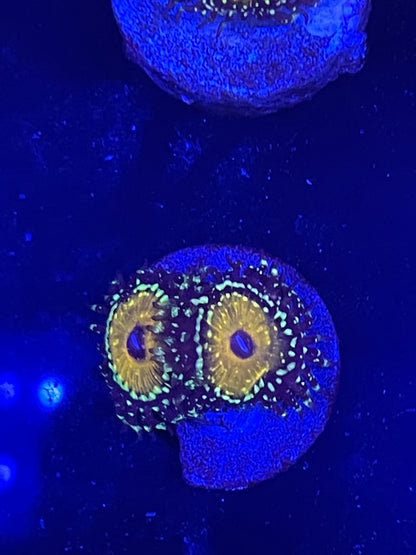 Godbeast Zoanthid