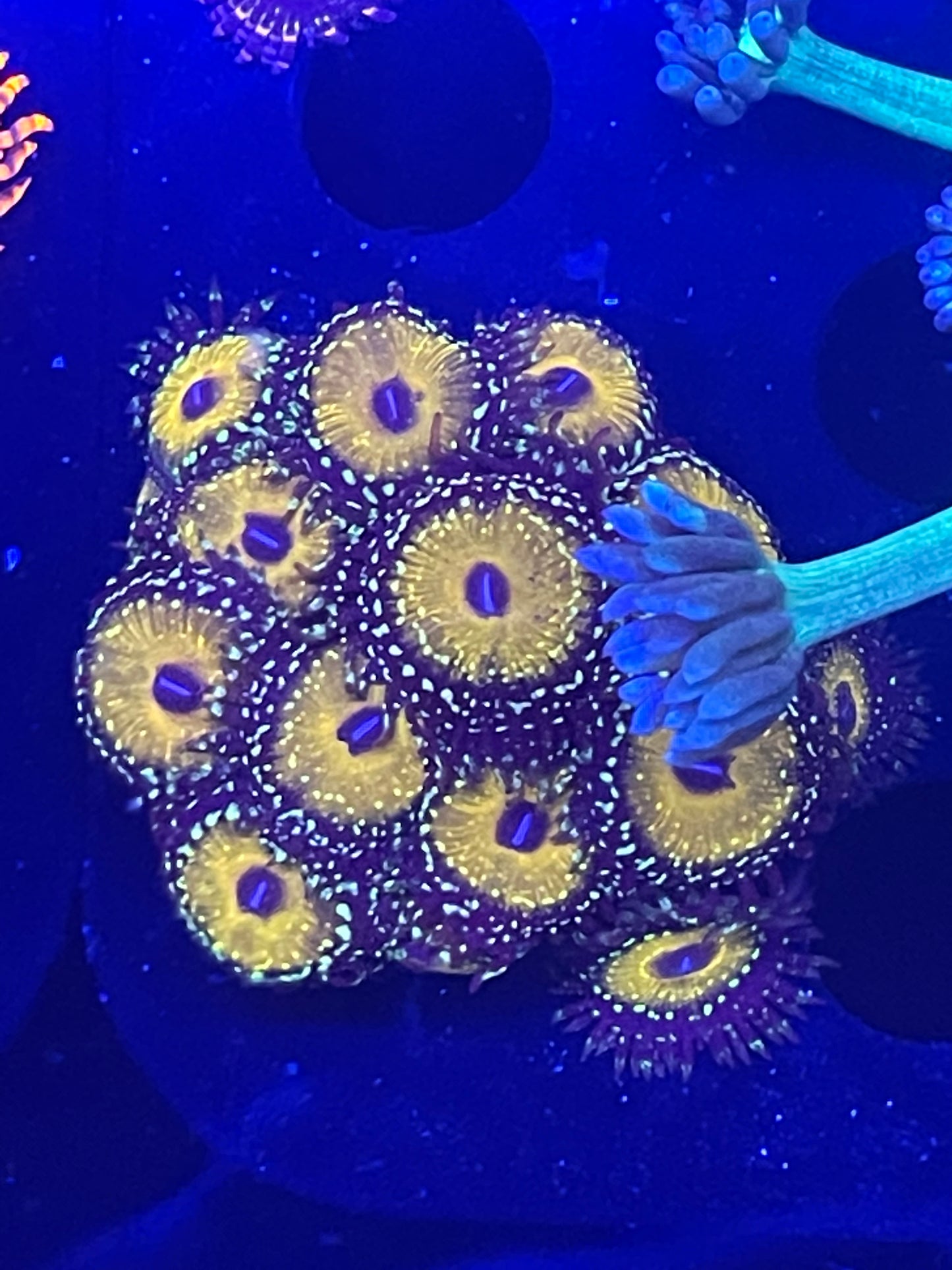 Godbeast Zoanthid