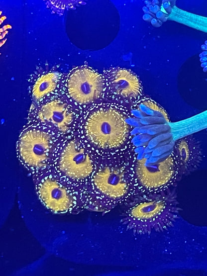 Godbeast Zoanthid