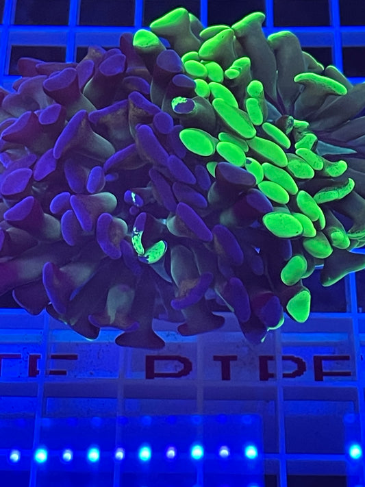 Grafted Hammer Coral