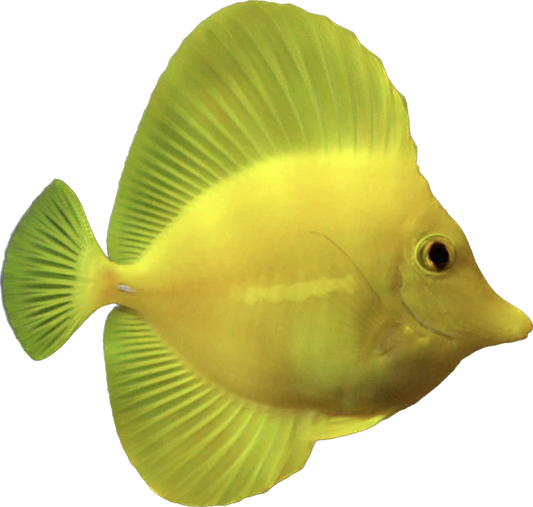 Biota Hawaiian Yellow Tang
